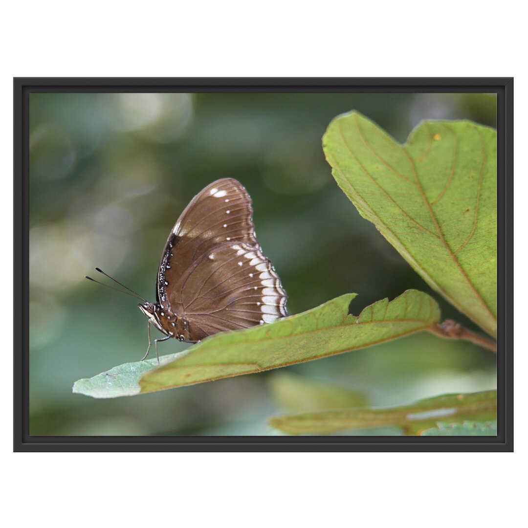 Gerahmtes Wandbild kleine bräunlicher Schmetterling