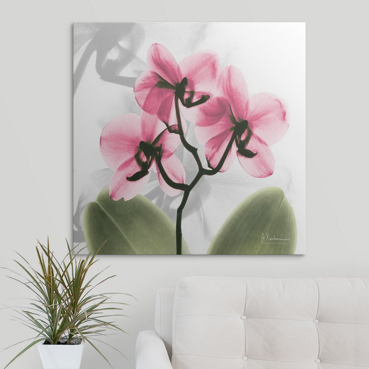 «par albert koetsier,, reproduction de photo Orchid X-Ray, H 35 po x l 35 po x P 1,5 po, Toile