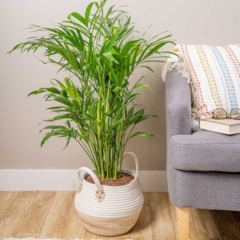 Cat Palm in Décor Planter