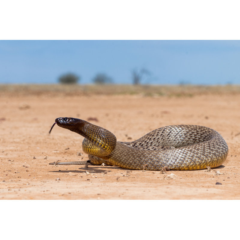 Inland Taipan by Ken Griffiths - Wrapped Canvas Print, 30cm H x 46cm W