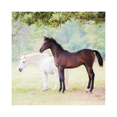 Collection Of Horses VII by PHBurchett - Wrapped Canvas Print