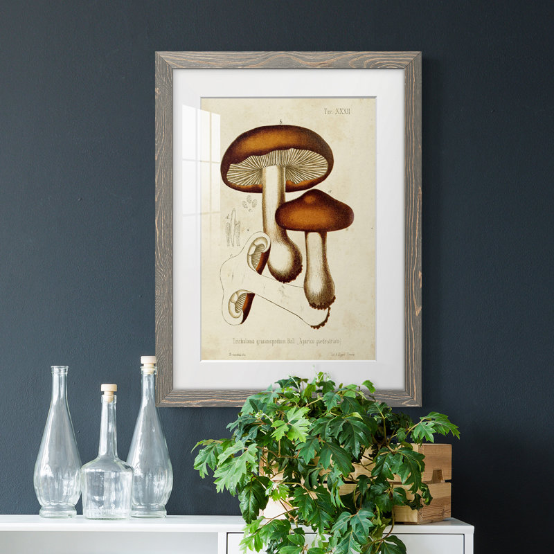 Champignon Variétés VI encadré mat - prêt à accrocher, Cadre gris, H 24 po x l 20 po x P 1 po