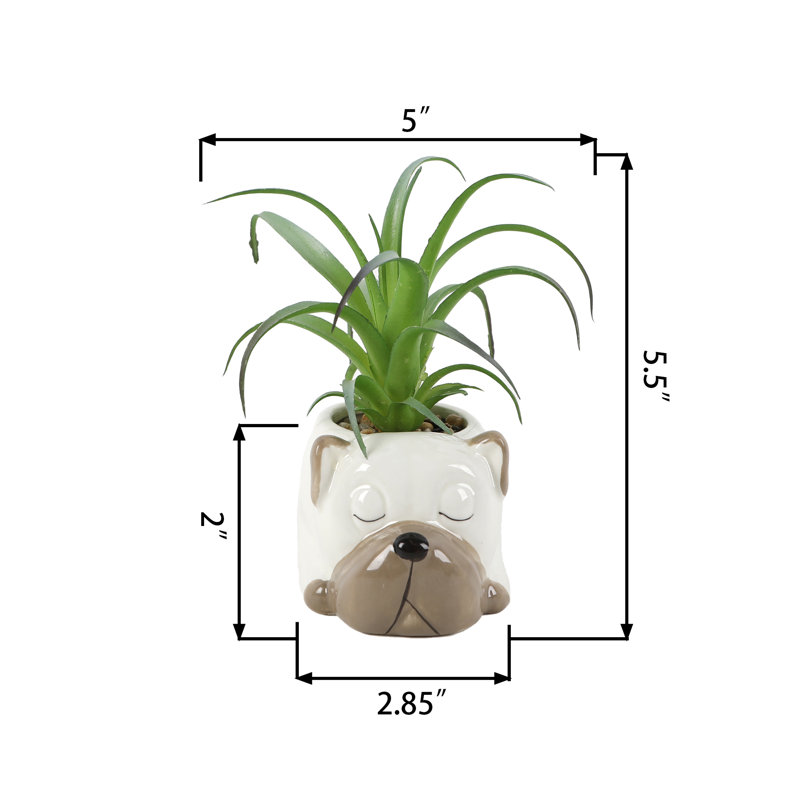 Succulent Arrangement in Planter