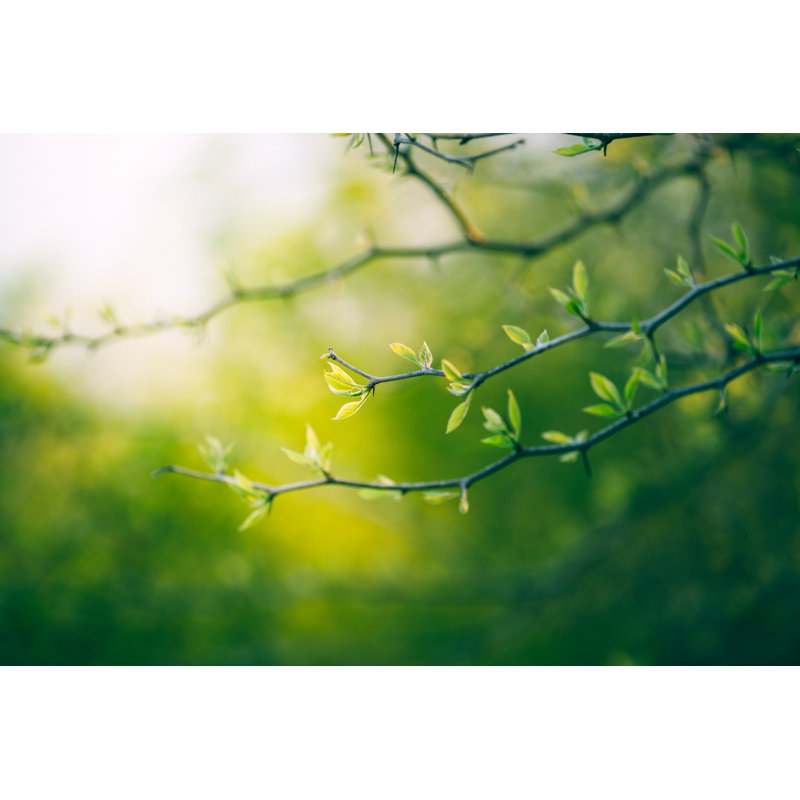 Green Leaves by Jasmina007, 32" H x 48" W