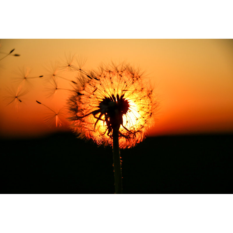 Pissenlit éclairé par le coucher de soleil sur toile, H 8 po x l 12 po x P 1,25 po