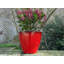 Alexaundrea Pot Planter