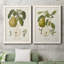 " Pears I " 2 - Pieces-237470327-237470325