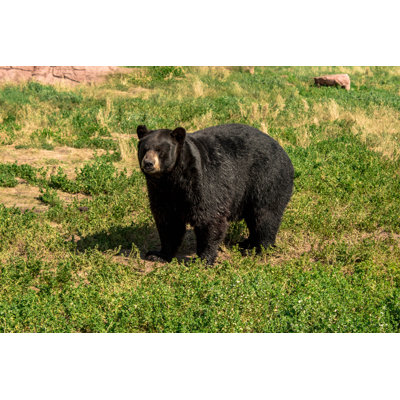 Willowood Chubby Black Bear - Wrapped Canvas Print