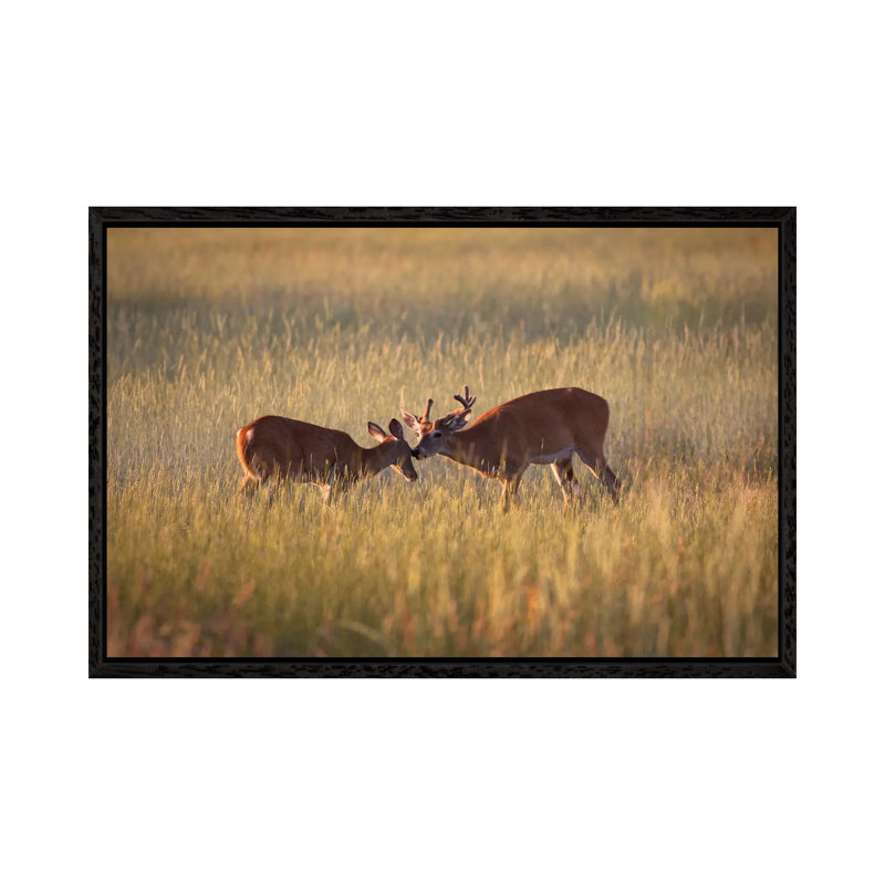 Curiosity by Mateusz Piesiak - Floater Frame Gallery-Wrapped Canvas Giclée on Canvas, 66.04 cm H x 45.72 cm W