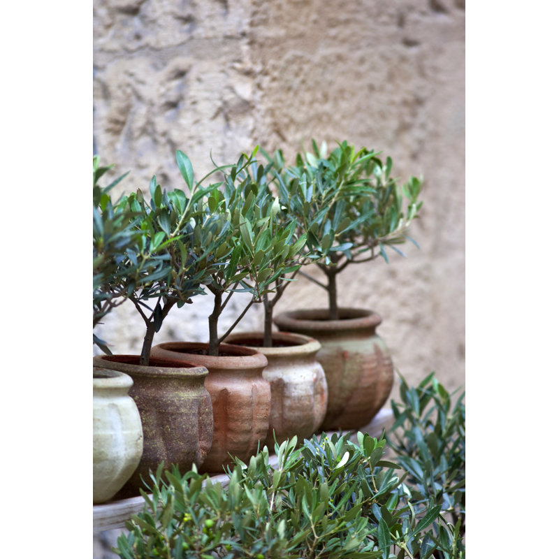 Olive Trees, 122cm H x 81cm W x 3.8cm D