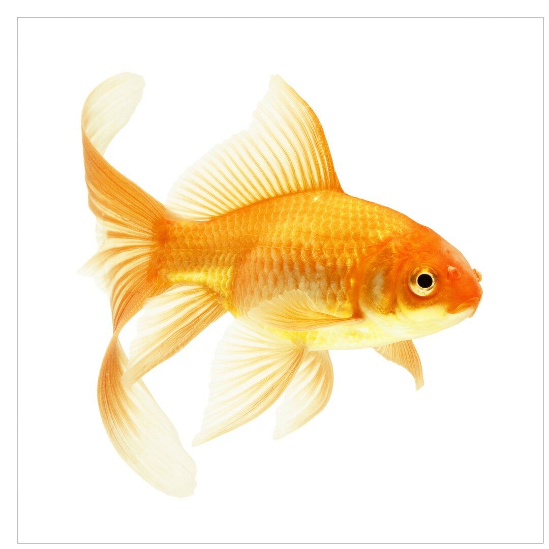 Strukturierte Tapete Mrs. Goldfish