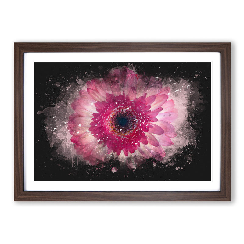 Layers Of A Pink Gerbera Paint Splash - Picture Frame Graphic Art, 33cm H x 45cm W x 2cm D, Walnut Framed