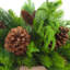 Evergreen Centerpiece with Pinecones