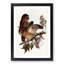 Boobook Owls by Elizabeth Gould - Picture Frame Painting Print-55513157-55513156