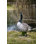 Standing Canada Goose Statue