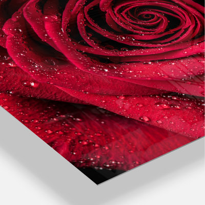 " Red Rose Petals With Rain Droplets "
