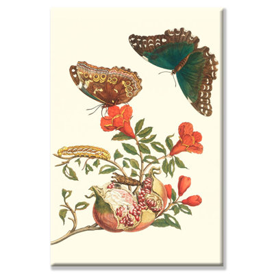 «Pomegranate and Butterflies» par Maria Sibylla Merian, impression sur toile tendue