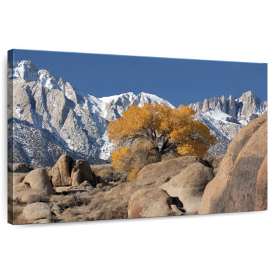 Alvord Lone Tree In Alabama Hills