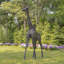 Statue de jardin en métal Meyeroff Giraffes