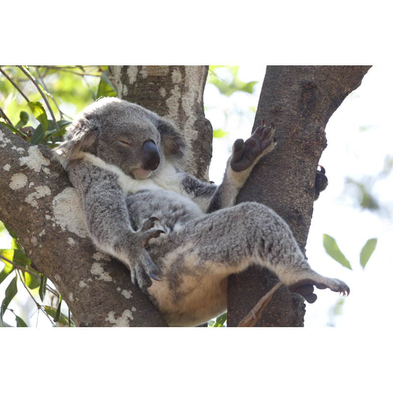 Koala Relaxing by PicturePartners - Wrapped Canvas Print, 81cm H x 122cm W x 3.8cm D