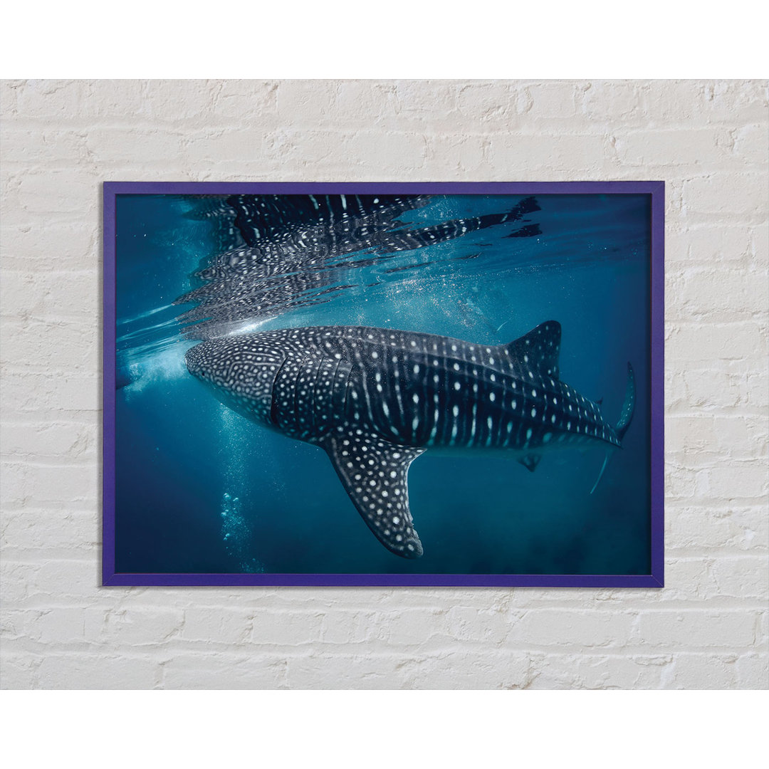 Gerahmtes Leinwandbild Spotted Whale Shark