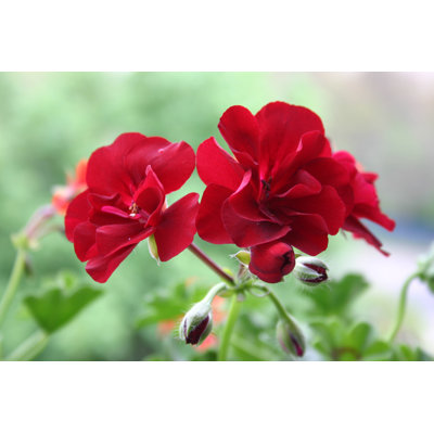 Red Geranium Flowers by To_Csa