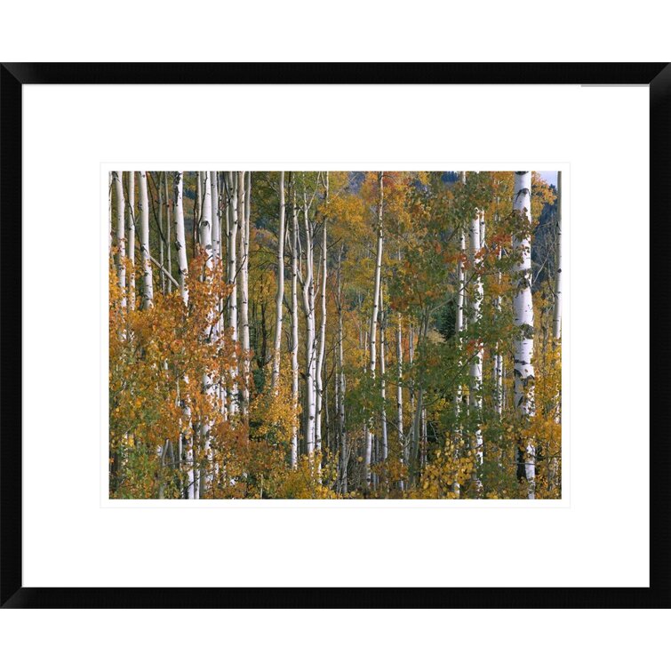 Global Gallery Aspen Trees In Fall Colors, Lost Lake, Gunnison National ...