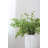 Fern Arrangement