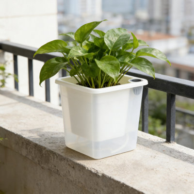 Arrosoirs carrés translucides pour plantes grasses et petites plantes
