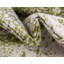 Tapis vert de style oriental-666663986