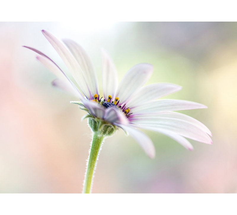 Wrapped Canvas Print, 60.96 cm H x 91.44 cm W