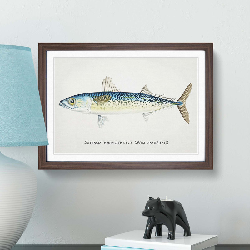 An Illustration Of A Blue Mackerel - Single Picture Frame Painting, 45cm H x 63cm W x 2cm D, Walnut Framed