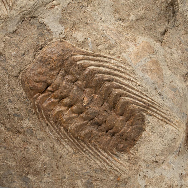 Selenopeltis Trilobite