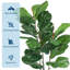 99cm Plant