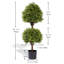 Arbres topiaires 40 po