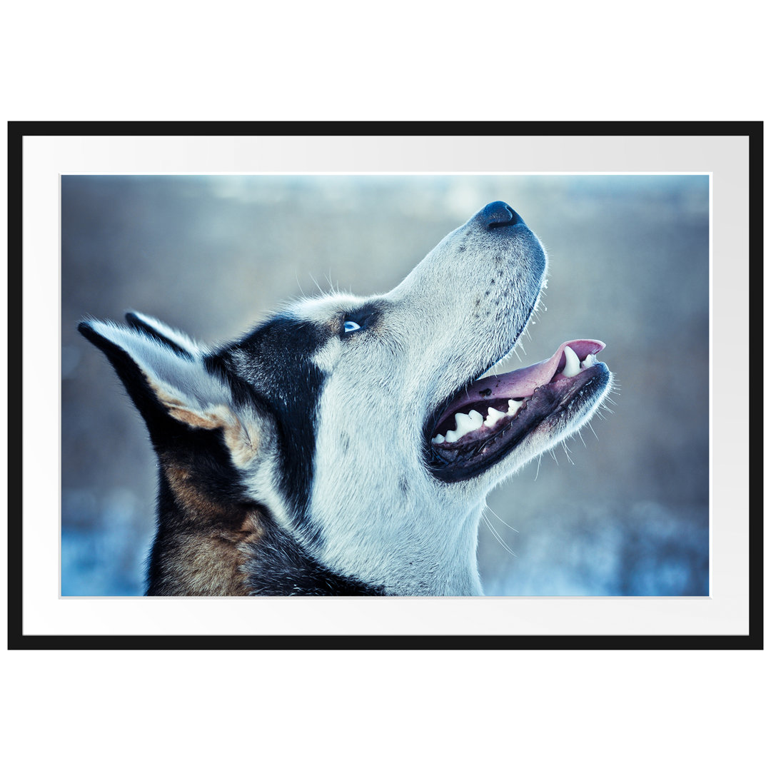 Gerahmtes Poster Husky von der Seite