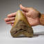 Genuine Megalodon Shark Tooth In Display Box (414 Grams)
