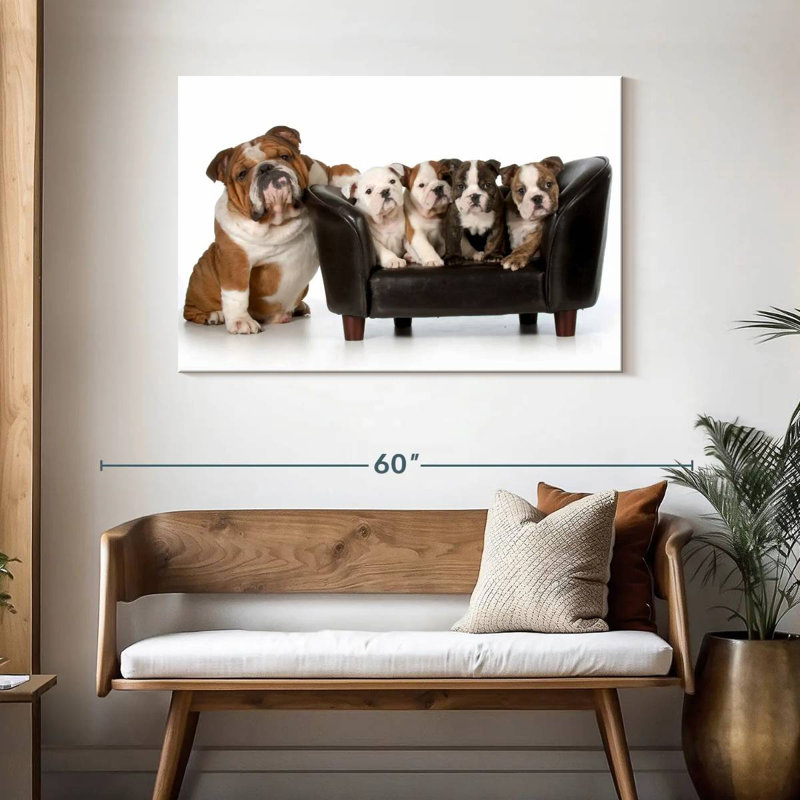 Bulldogs anglais Brampt, H 30 po x l 45 po