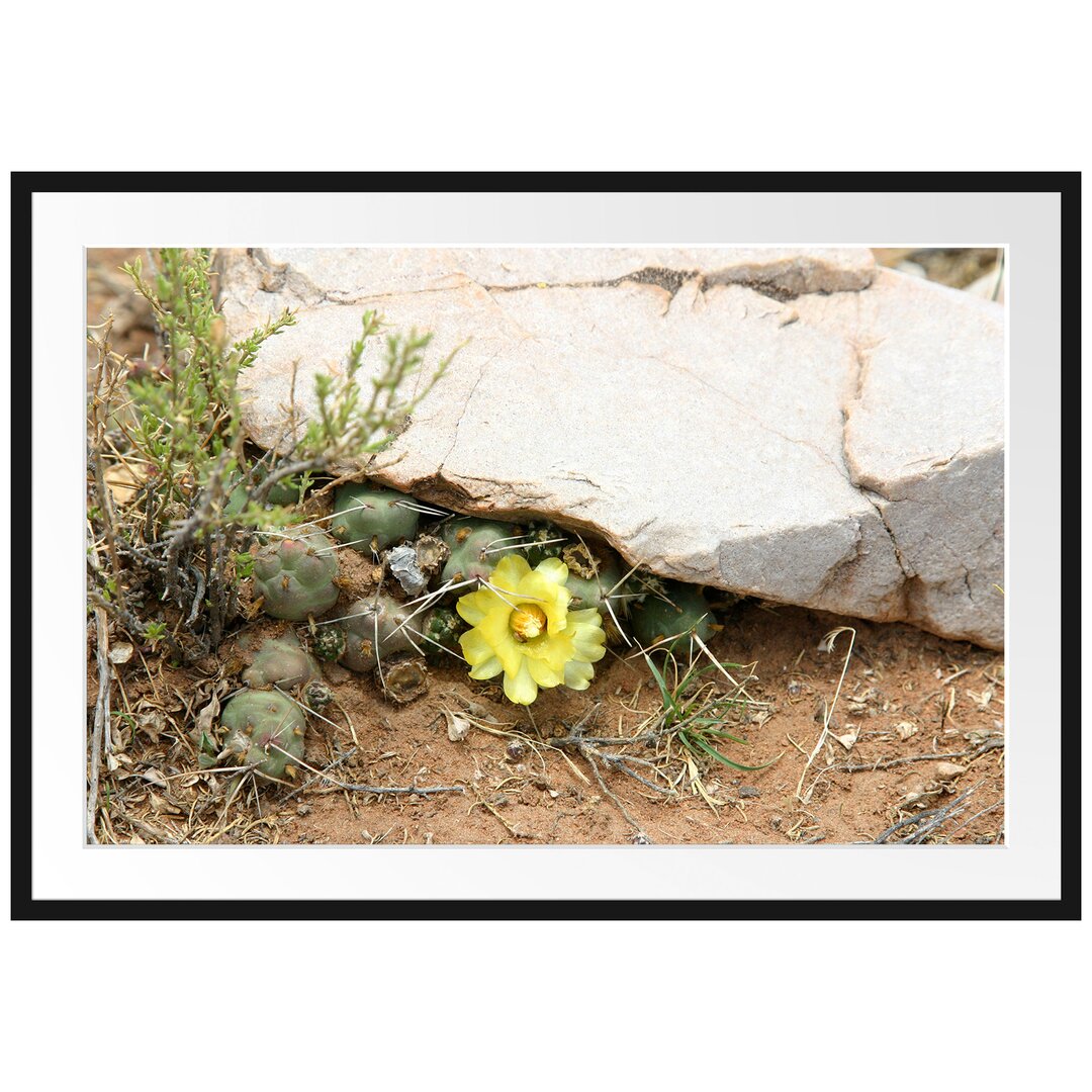 Gerahmtes Poster Kakteen mit gelber Blüte