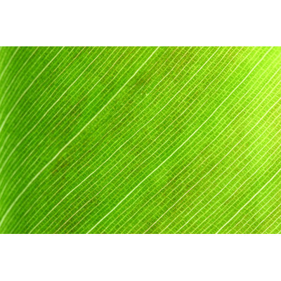 Leaf Macro 2 - Wrapped Canvas Print