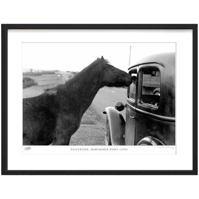 Yelverton, Dartmoor Pony C1955 by Francis Frith - Single Picture Frame Print, 60cm H x 80cm W x 2.3cm D
