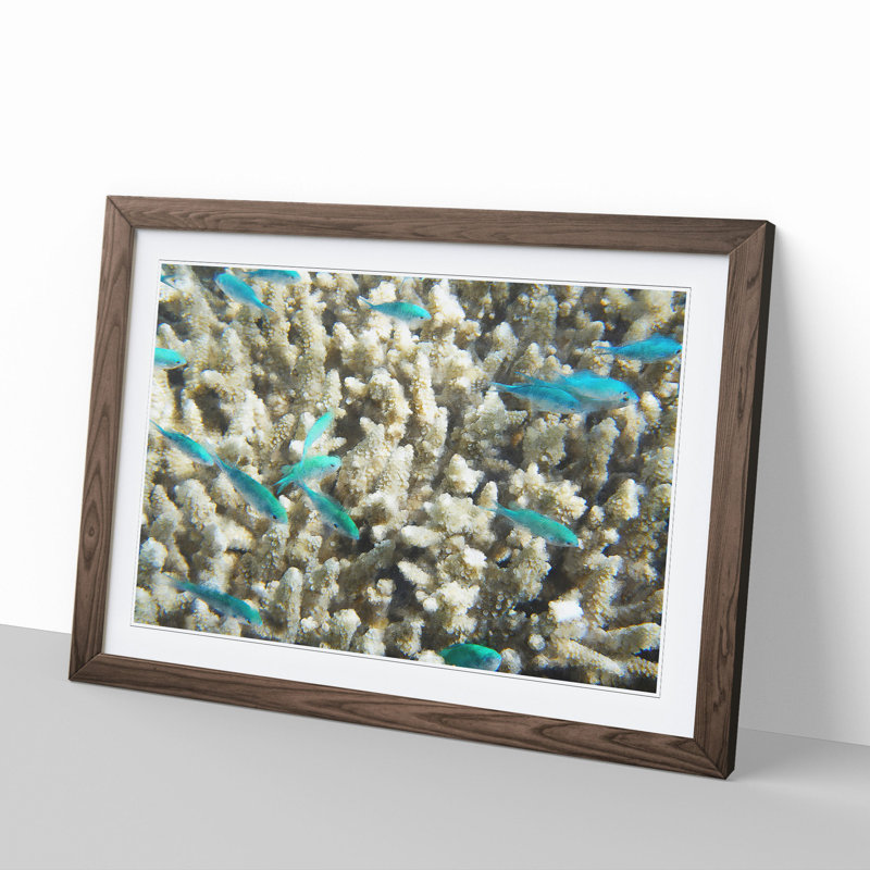 Coral Reef and Blue Fish - Picture Frame Graphic Art on MDF, Walnut Framed, 27cm H x 36cm W x 2cm D