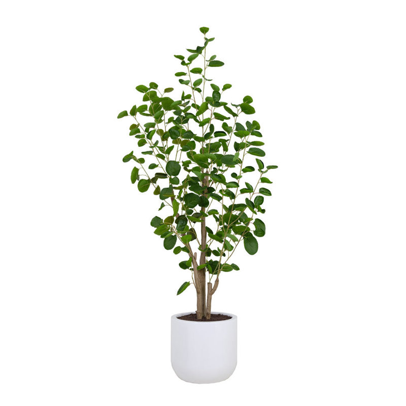 TREE EUCALPTUS POT 4FT