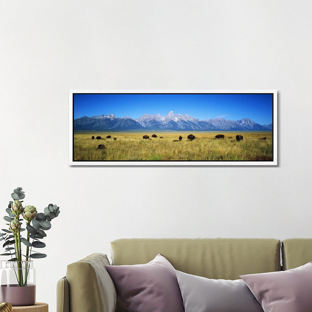 Field Of Bison With Mountains In BackgroundGrand Teton National Park, Wyoming, USA von Panoramic Images - Panoramic Gall...