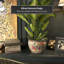 Medallion Urn-347584818-347584822