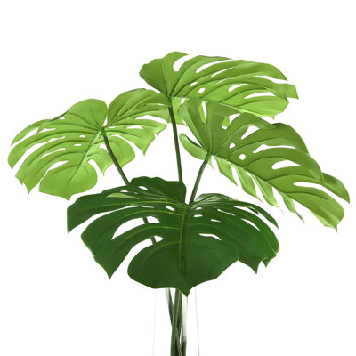 Split Leaf Philodendron In Water