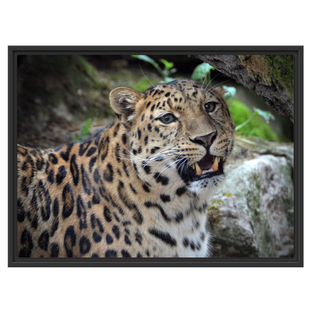 Gerahmtes Wandbild prachtvoller Leopard