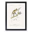 Grivet Monkey PL. 6 by Charles D'Orbigny - Picture Frame Painting Print-55608946-55608948