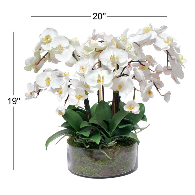 Phalaenopsis Orchid Centerpiece in Open Cylinder