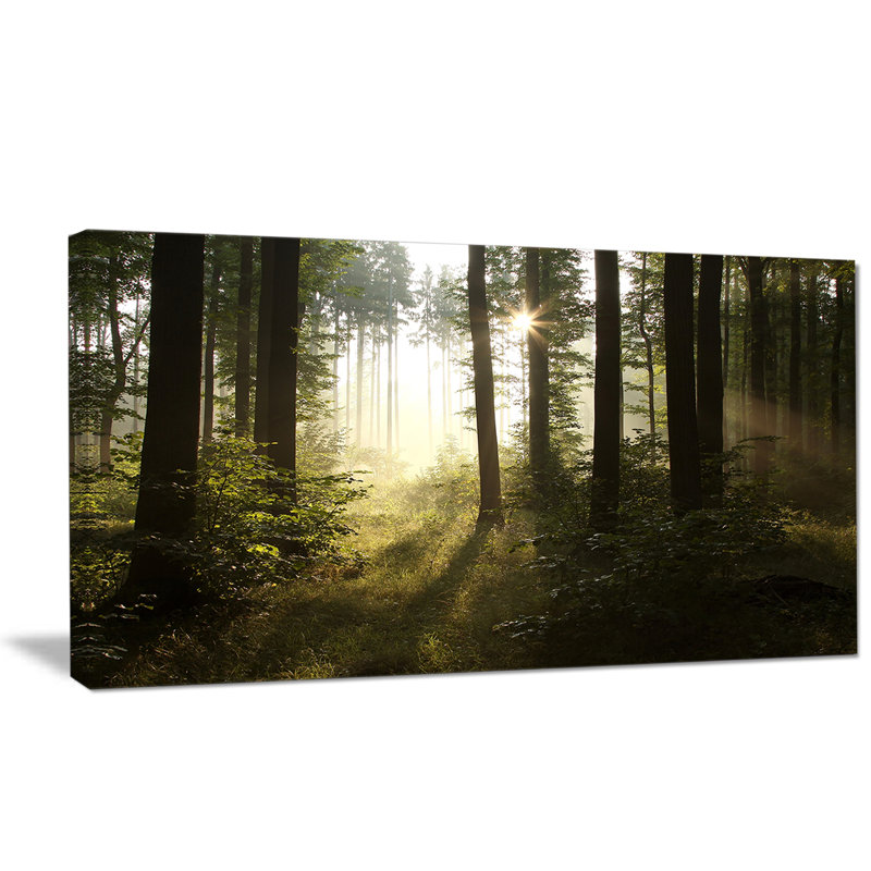 Early Morning Sun Green Forest Landscape Canvas Print